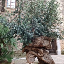Old olive tree in front of the church